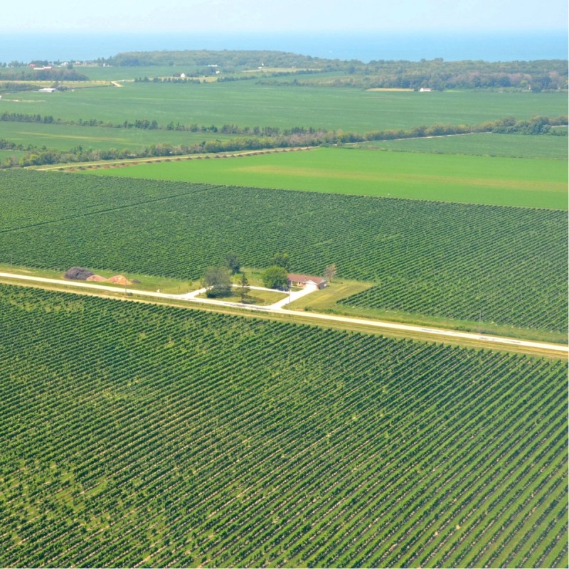 Aerial view of the vineyards near Lake Erie