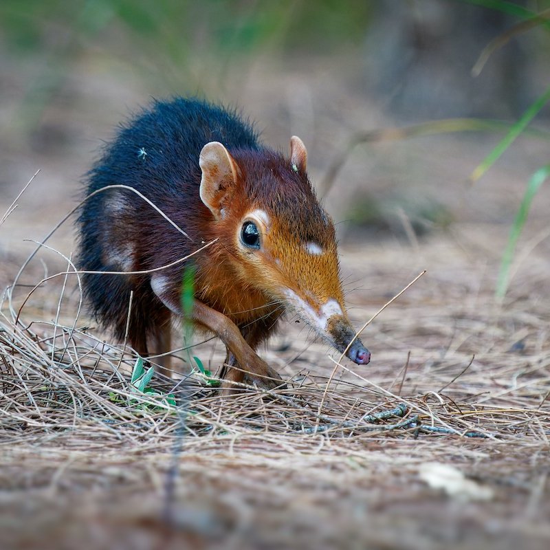 An elephant shrew in the grass.