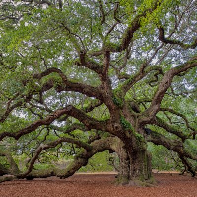 Angel Oak in Charleston, South Carolina.