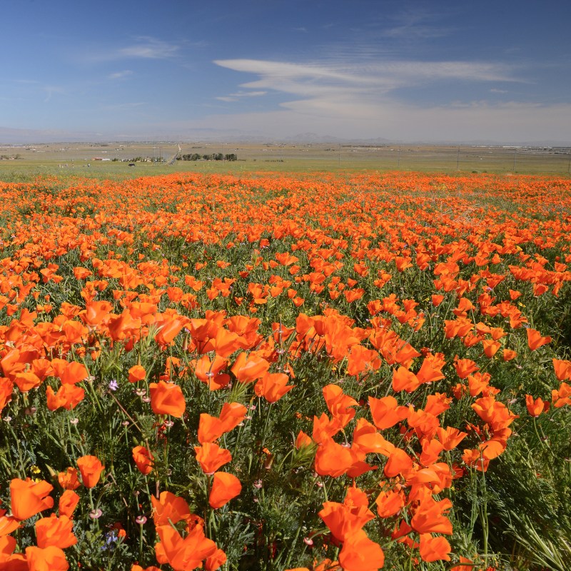 Antelope Valley California Poppy Reserve in Southern California.