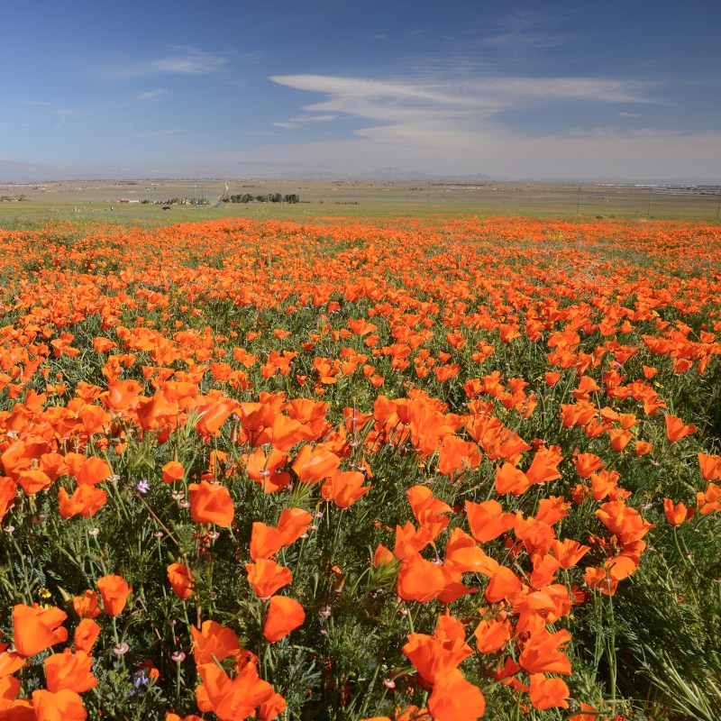 Antelope Valley California Poppy Reserve in Southern California.