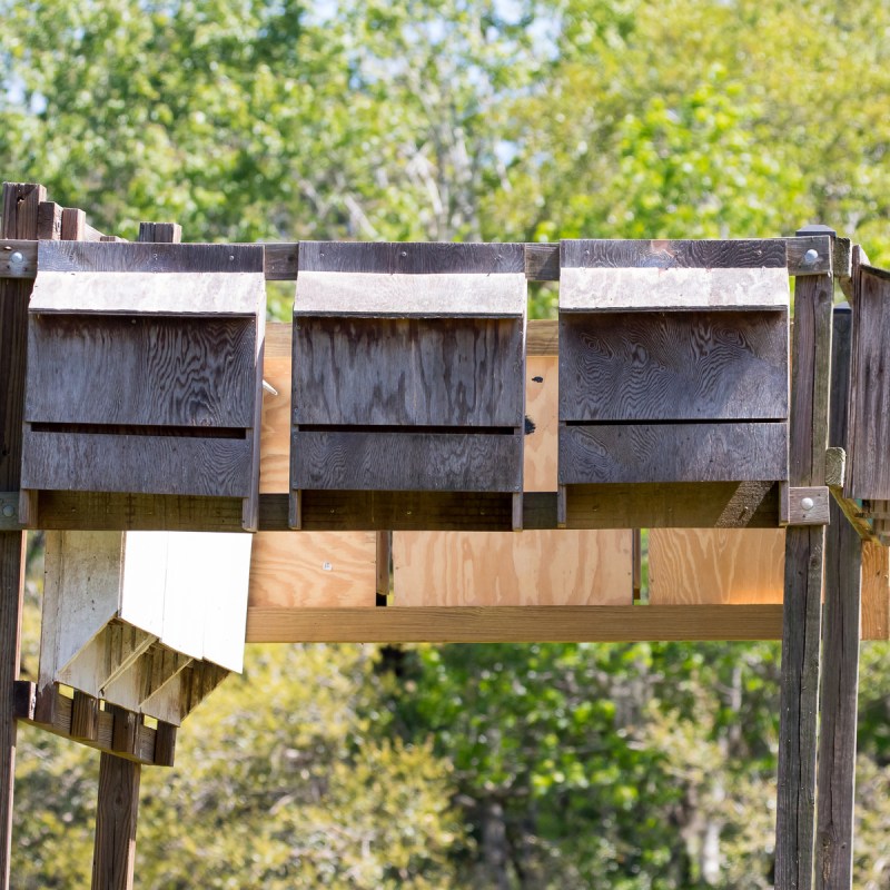 Bat Houses in Florida.
