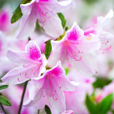 Beautiful azalea blooms.