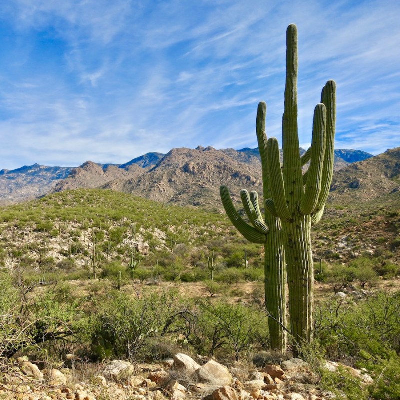 Beautiful desert landscape in the Oro Valley of Arizona.
