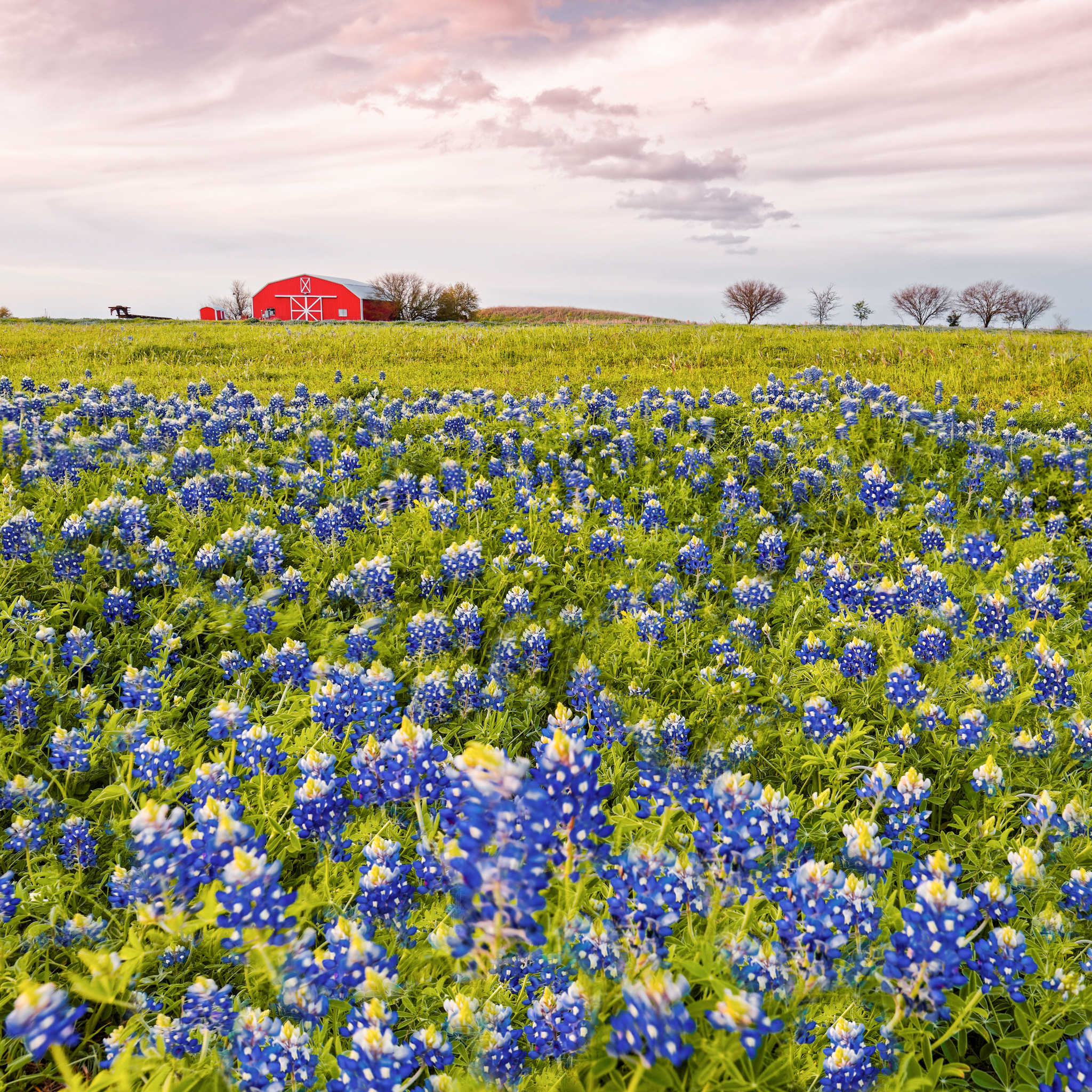 Bluebonnets in Brenham, Texas.