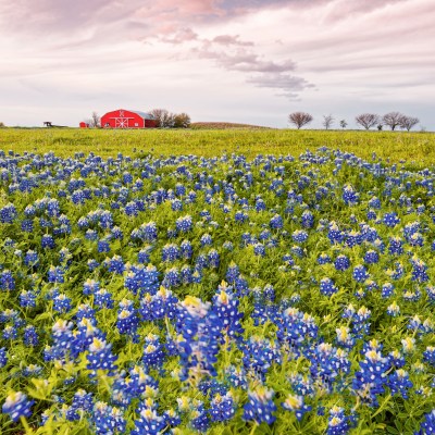 Bluebonnets in Brenham, Texas.