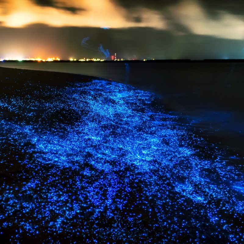 Visit Maldives - Experiences > The Sea of Stars in the Sunny Side of Life