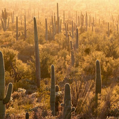 Cacti in Saguaro National Park.