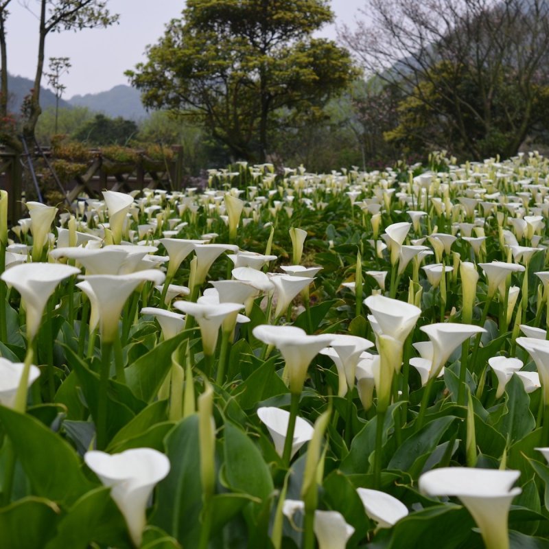 Calla lily field fields near Taipei, Taiwan.