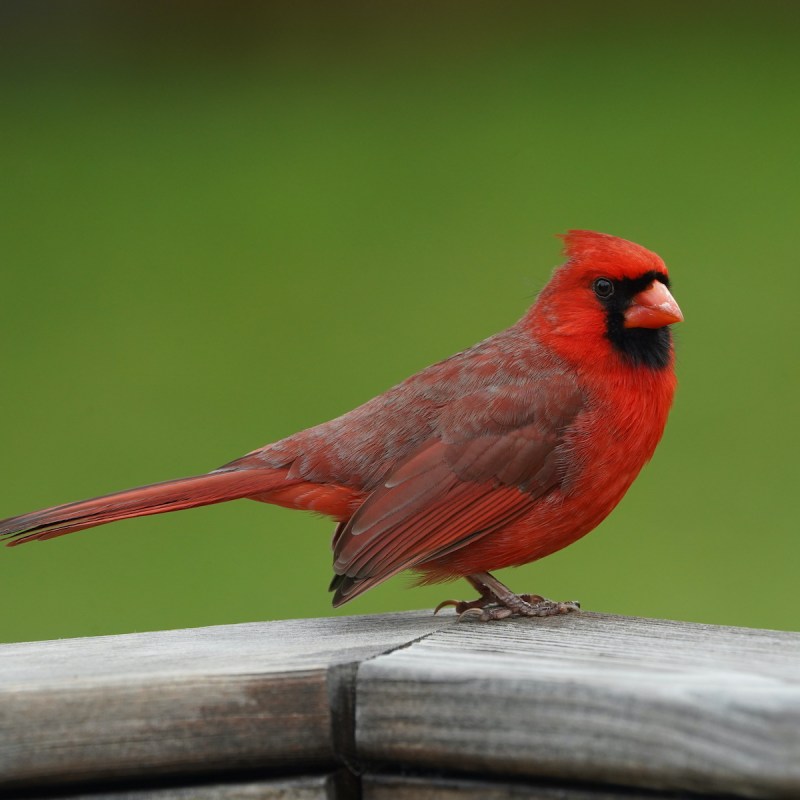 Cardinal in Alabama.