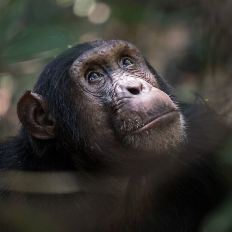 Chimpanzees in Mahale Mountain National Park Tanzania.
