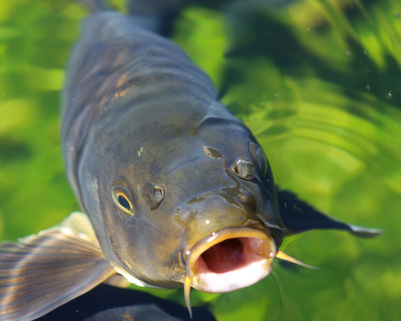 Close-up of Asian carp.