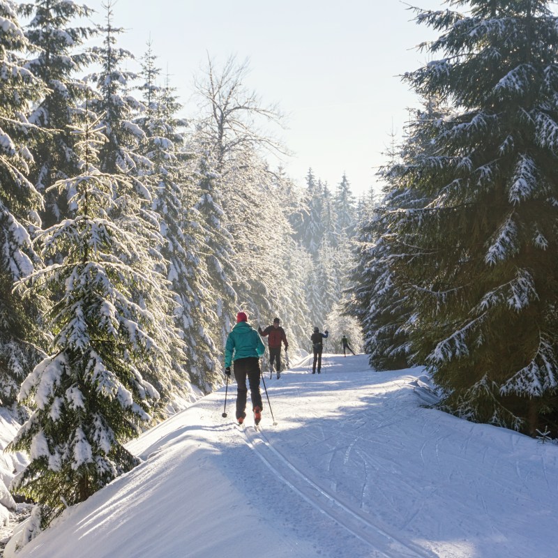 Cross-country skiers in a snowy forest.