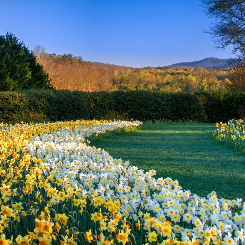 Daffodil drifts, Gibbs Gardens.