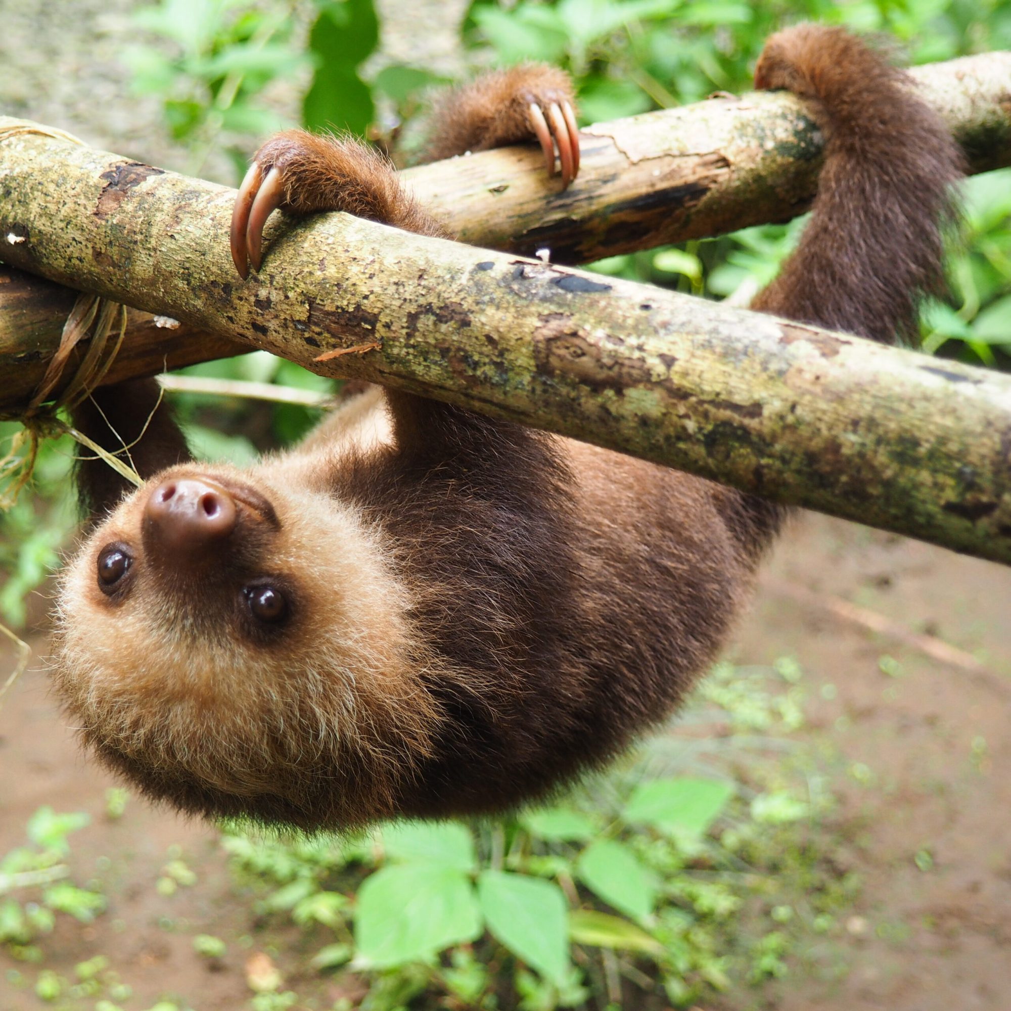 6 Places To See Sloths In The Wild TravelAwaits