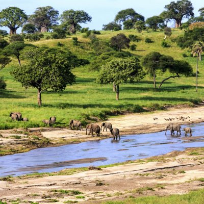 Elephants crossing a river in Serengeti National Park, Tanzania.