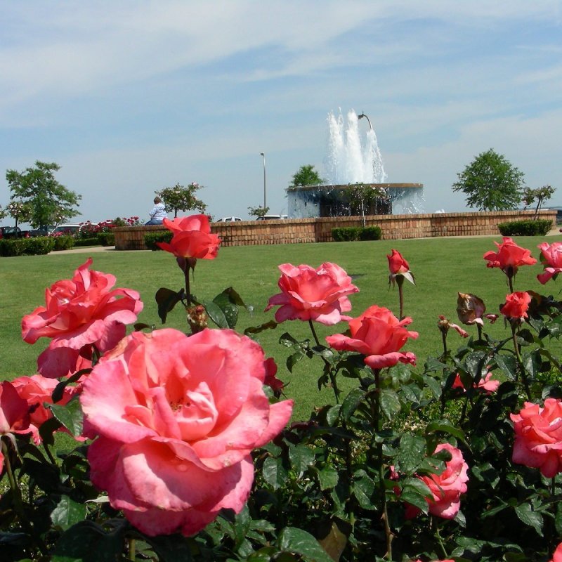 Fairhope’s iconic rose garden overlooking Mobile Bay.