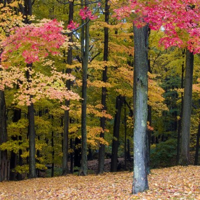 Fall folaige in Warwick, New York.