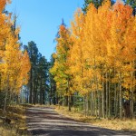 Fall foliage along a road in Arizona's White Mountains.
