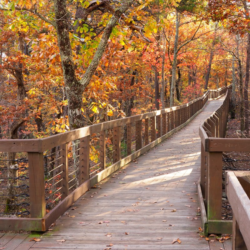 Fall foliage at Cheaha State Park in Alabama.