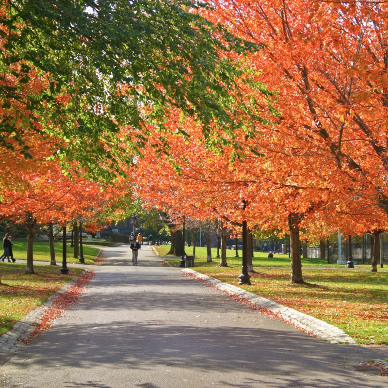 Fall foliage in Boston Public Garden.