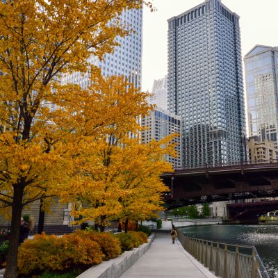 Fall foliage in Chicago during Thanksgiving.