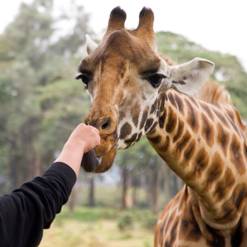 Feeding a giraffe at Giraffe Manor in Nairobi, Kenya.