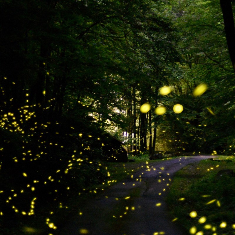 Synchronous fireflies in the Smoky Mountains