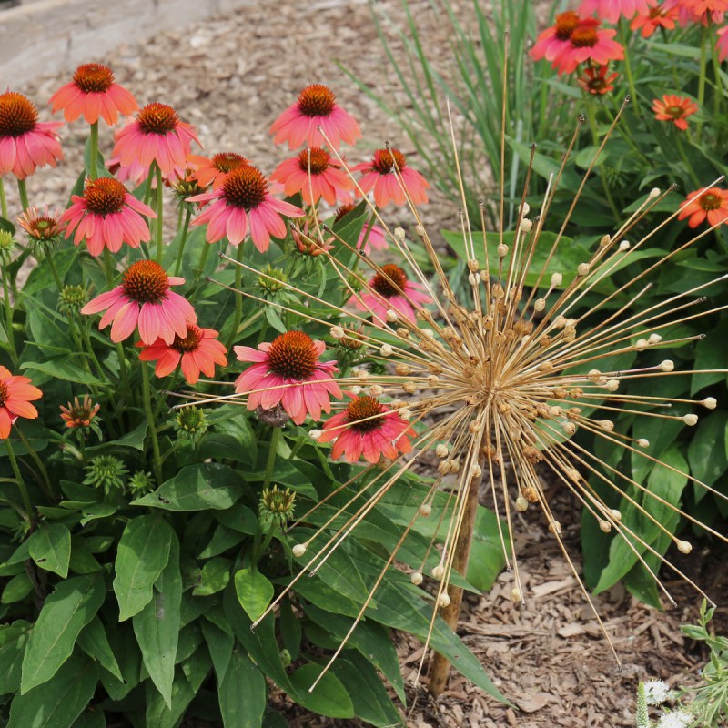 Flowers at the Rotary Botanical Gardens.