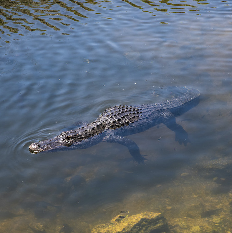 An alligator in Florida