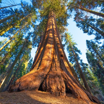 General Sherman, the world's tallest tree, in Sequoia National Park.