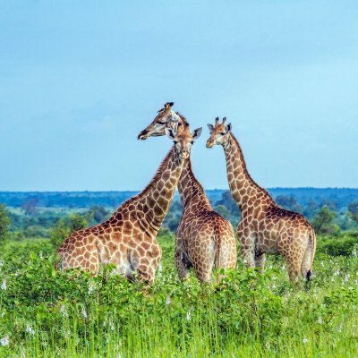 Giraffes in Kruger National Park.