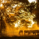 Golden Light shines into the stables.