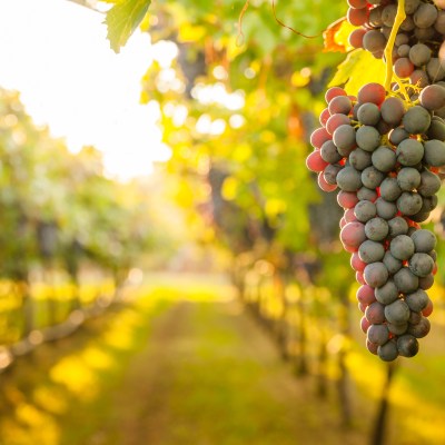 Grapes at a California Winery.