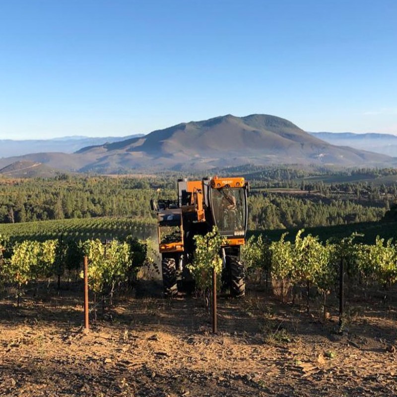 Harvesting grapes at the Obsidian Wine Co.