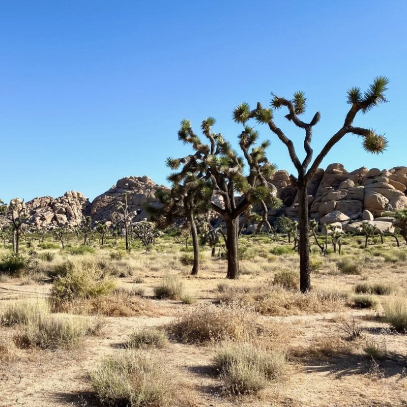Joshua Tree National Park in California.