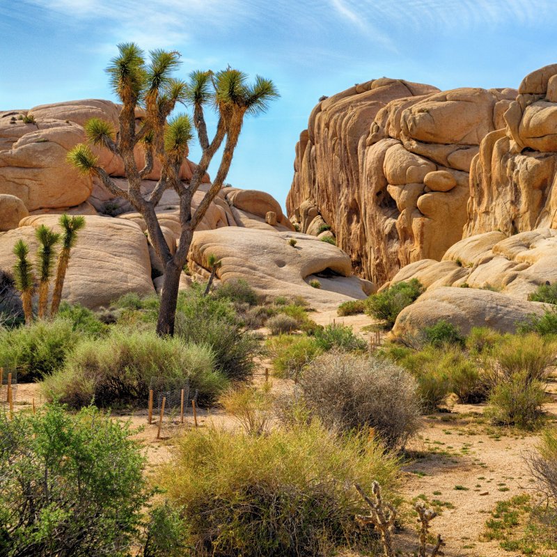 Joshua Tree National Park in California.