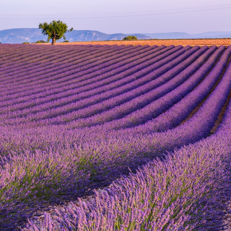 Lavender fields at Valensole Plateau in France.