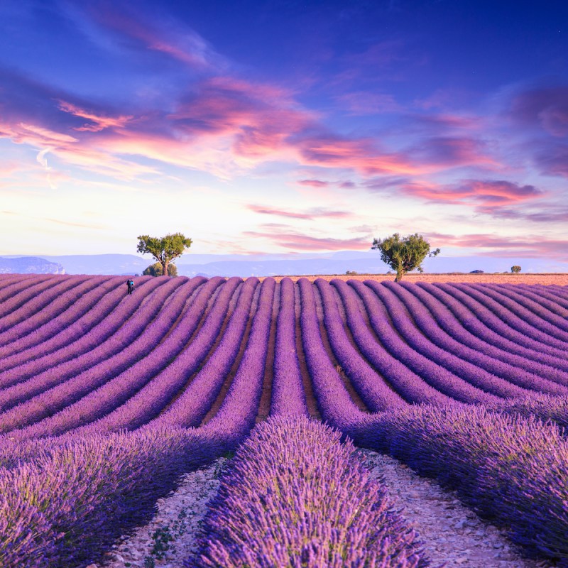Lavender fields in Provence, France.