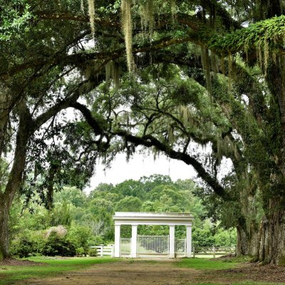 Live oak branches at Rosedown Plantation.