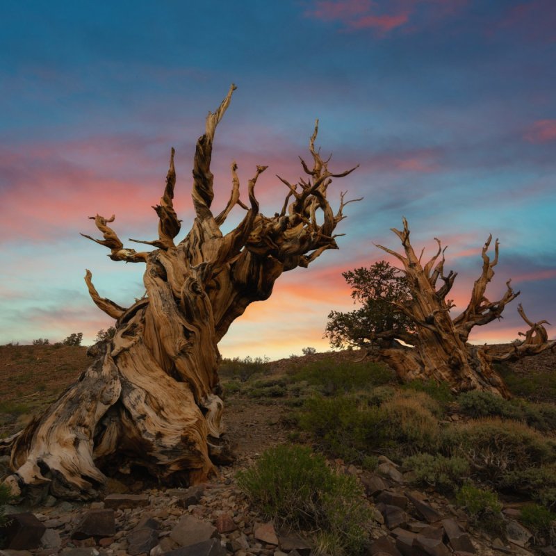 Methuselah, ancient Bristlecone pine tree, California.