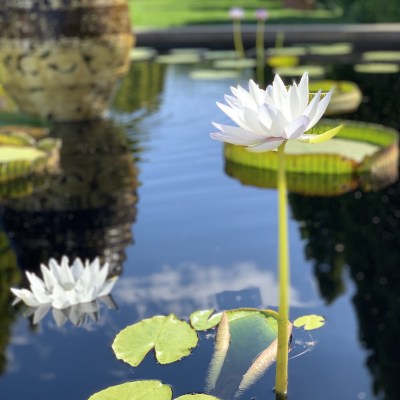 Monet Garden, Denver Botanic Gardens.