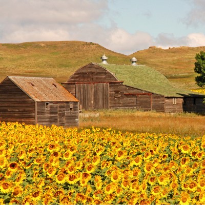 North Dakota Sunflowers.