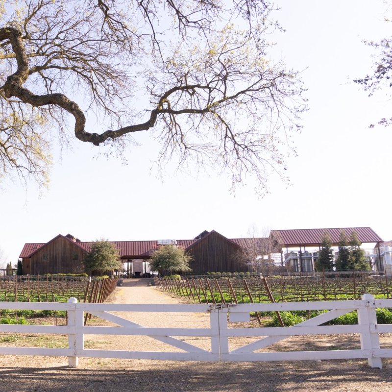 Oak Grove Vineyard in Lodi, California.