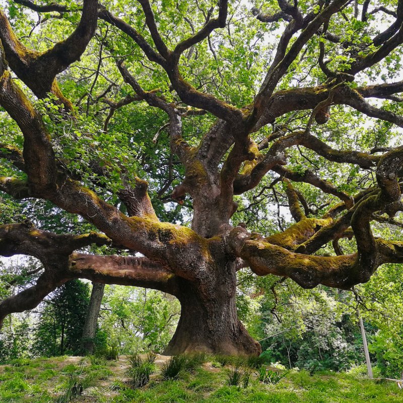 Oak of the Witches in Capannori, Italy.