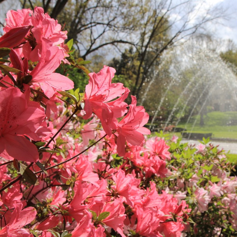 Pink azaleas in Texas