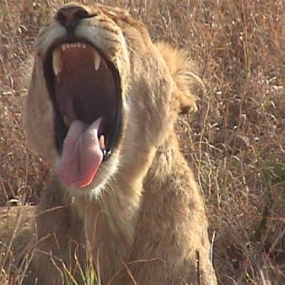 Roaring lion in Kruger National Park.