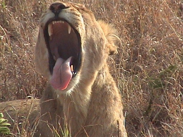 Roaring lion in Kruger National Park.