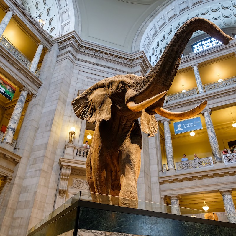 Elephant at a Smithsonian museum.