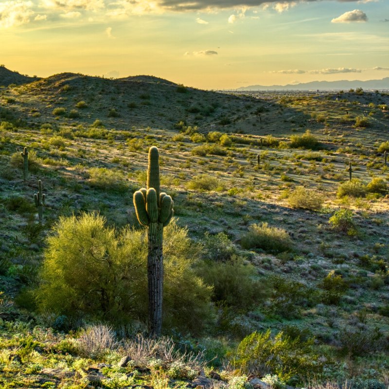 Sonoran Desert views at the South Mountain Park And Preserve.
